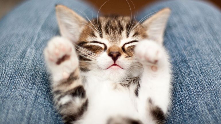 chaton tigré